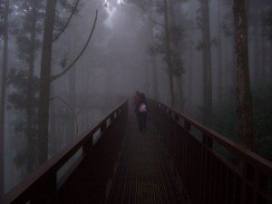 SITOU FOREST: "Walk Above the Trees"