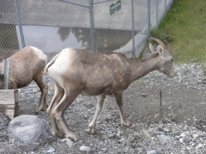 Lake Minnewanka, Big Horn Sheep