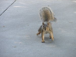 SJSU: "When Squirrels Attack"...