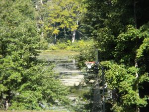 Lake across the street from dad's
