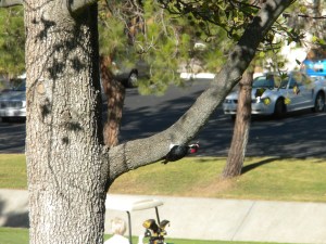 "Woody" and his homies were hanging in the trees