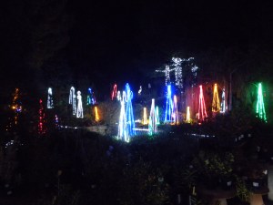 Lit Trees at the Nursery...