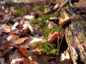 A Miniature "Princess Pine" Tree