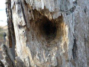 "Woody the Woodpecker" Went Deep