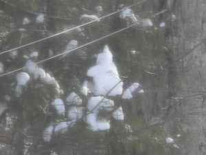 "Snowy Penguin" up in a Tree