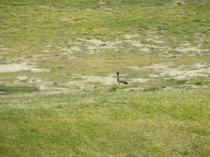 "BEEP!  BEEP!"...this roadrunner jammed by us as we golfed...
