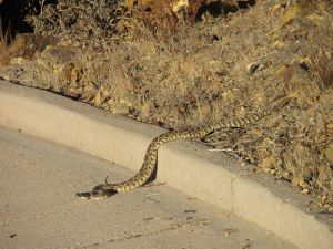 The Crossings: "Rattler Gone Wild"...