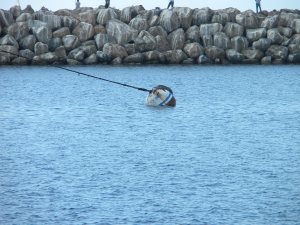 Mr. Seal Snoring on Anchor Ball...