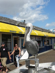 Mr. Pelican "Strikes a Pose"...