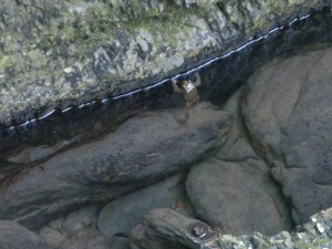 "Senior Frog" Holding on For Dear Life...