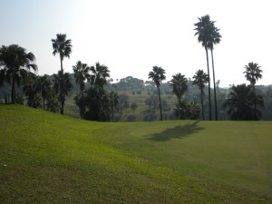 Palms Galore (Front 9)