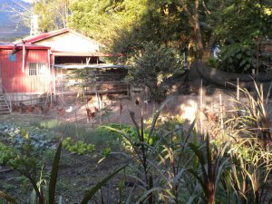 These "Cocks" Woke us Up...