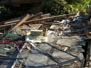 Tiny Kitten in Demo Area