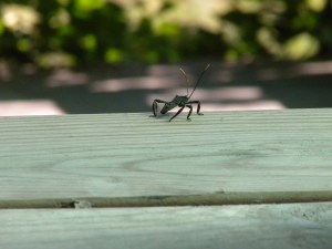 Another Sizable and Funky Taiwanese Insect