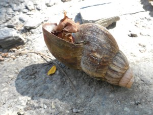 Giant Snail Wouldn't Release the Leaf...