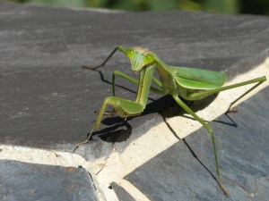 "Make Him Stop Staring at Me"...