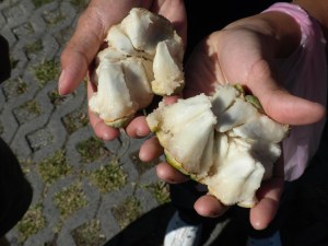 "Buddha Head" Fruit "After"...