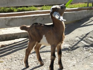 Baby Goat "Chowing Brains"...