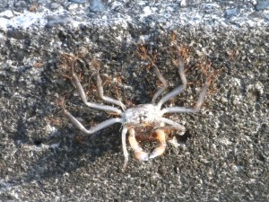 Farm of Ants Carry Away Dead Crab
