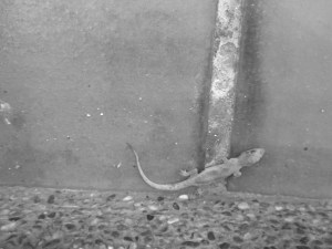 A Pair of These "Wall Tigers" Climbed our Wall