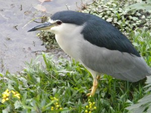 Daan Park: Night Heron