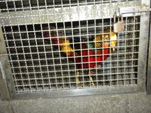 Ali Mountain Shops: One Pretty Chicken