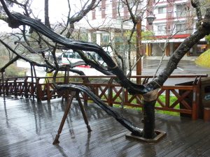 Poor Trees are on the "DL" (disabled list)