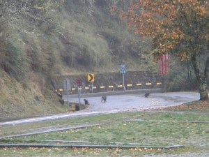 "What Happened When the Taiwanese Monkeys Crossed the Road?"