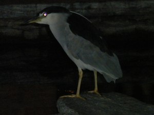 Westin Mission Hills: Night Heron