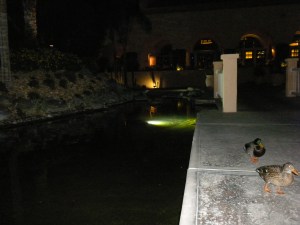 Westin: Waterfowl on the prowl...