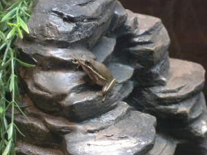 Westin Lobby: Senior frog...