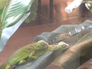 Westin Lobby: Chameleons
