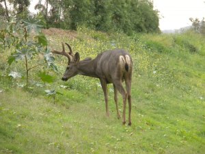 Wilson Course: Male Deer