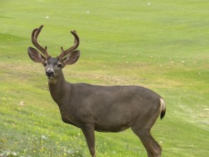 "Deer in the Headlights"...