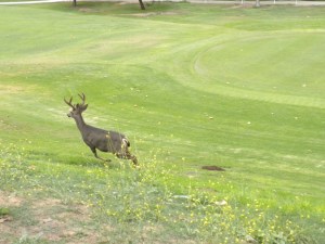 "Not a Fan of the Camera"...