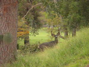 "Mr. Deer is Hiding from Me"...