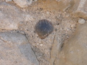 Fossils Embedded in Walls