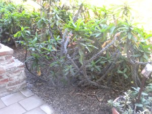 Where is Brer Rabbit?