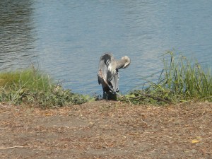 Giant Heron?