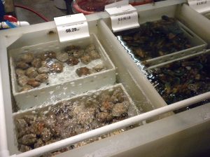 Live cherrystone clams and greenlip mussels