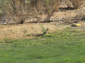 The Roadrunner did a half sprint and half flight across our fairway